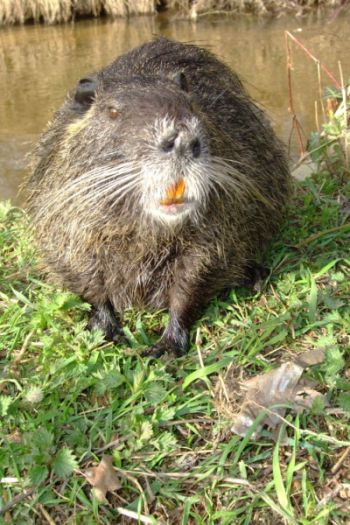 Und ewig grüßt in Nauheim das Nutria